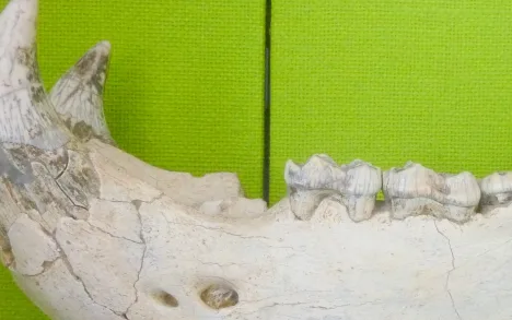 Bild Monatsraetsel Juli 2025 Kiefer